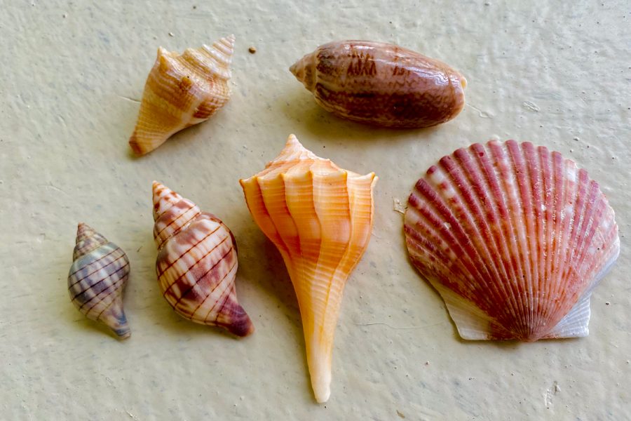 Private Marco Island Shell Tours
