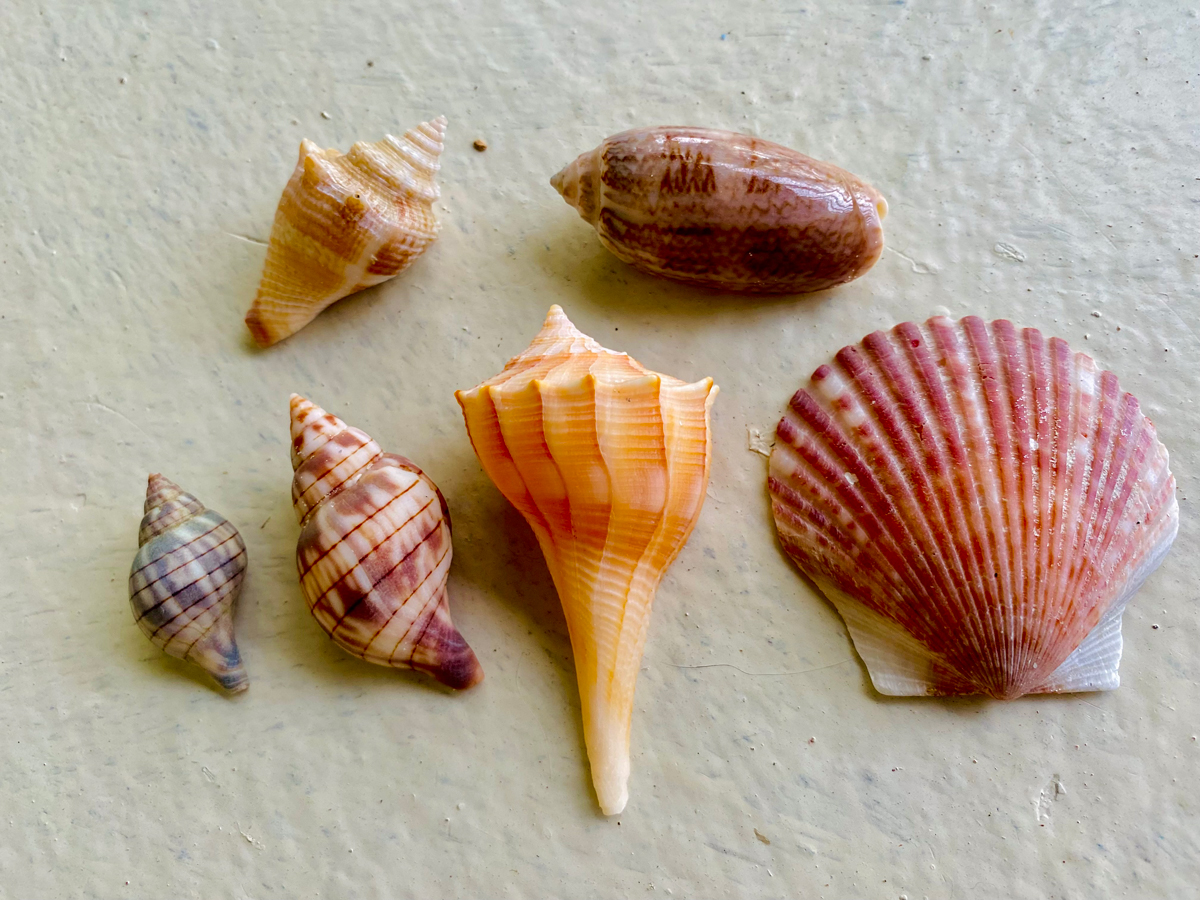 Unearthing Treasures: When to Go Shelling on Marco Island
