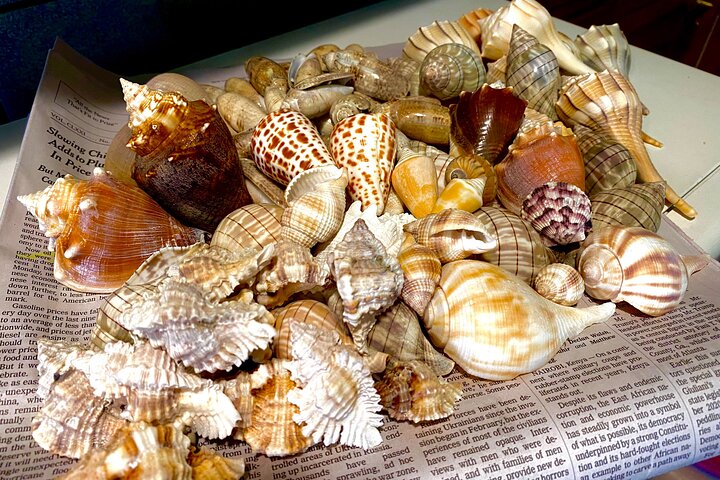 Types of Seashells on Marco Island, FL