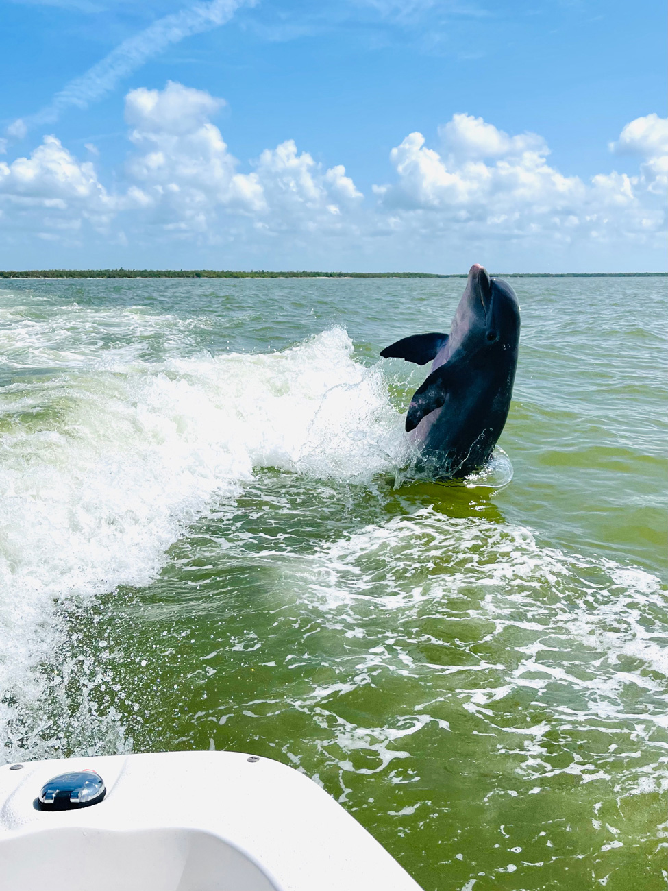 Exploring the Dolphins of Marco Island